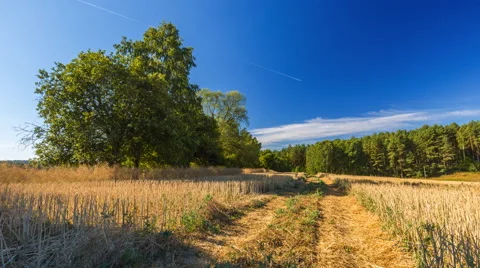 Time lapse of stubble field and trees under blue sky Stock Footage 58740370