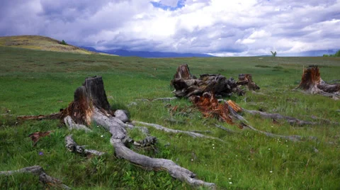 Time Lapse Stumps and Snags in steppe Stock Footage 30444463
