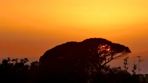 Time lapse of a stunning sunset with changing color sky behind a tree near sea Stock Footage 112347519