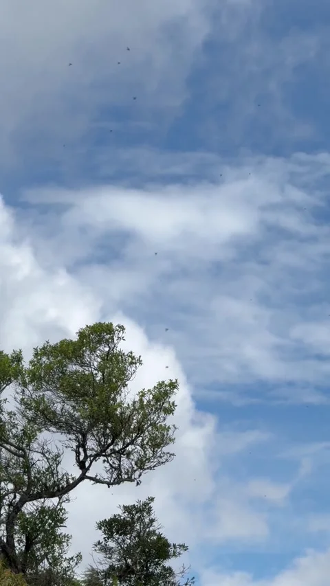 Time-lapse Style Clouds over Lush Mountain Forest - Mindfulness Stock Footage 328717235