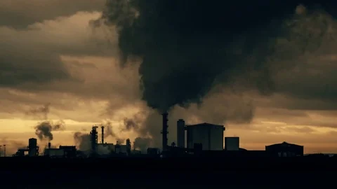 Time-lapse of sugar plant Stock Footage 79027467