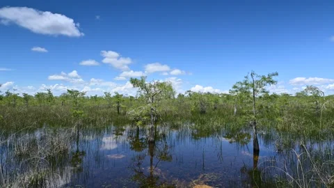 Time lapse of summer cloudscape over Dwarf Cypress Forest in Everglades 4K. Stock Footage 243331903
