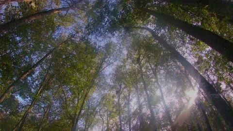 Time lapse of the sun beaming through the trees Stock Footage 142040196