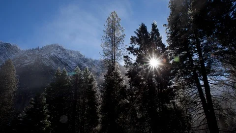 Time lapse of sun beams shining through a frosted pine tree onto misty fog Stock Footage 117140678