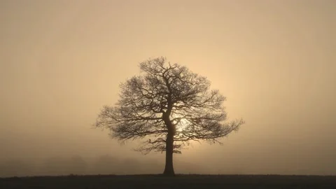 Time lapse of sun breaking through fog behind a solitary Oak tree. UK Stock Footage 168682468
