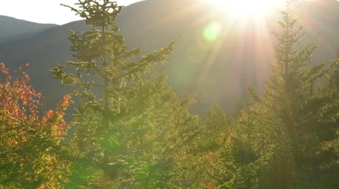 TIME LAPSE Sun Flare Moving Through Pine Trees Stock Footage 33464626