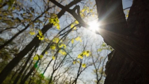 Time Lapse of Sun Flare Through Tree Stock Footage 89179854