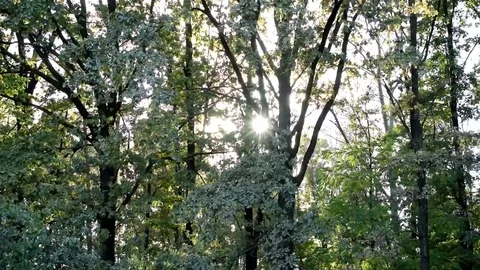 Time lapse of sun moving down and shining through lush green foliage of a forest Stock Footage 74549259
