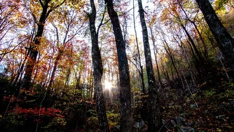 Time lapse of the sun moving through the trees in the fall Video stock 83782858