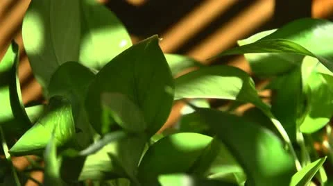 Time lapse sun on plant Stock Footage 14584436