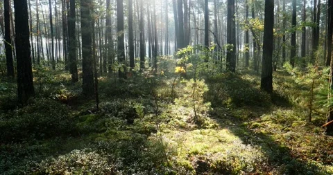 Time lapse of a sun rays and beams shining through trees in a peaceful forest Stock Footage 88983420