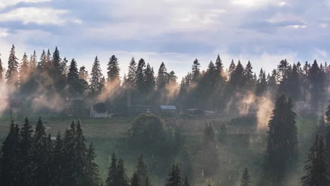 Time lapse of sun rays emerging though the pine tree forest, rainy foggy weather Stock Footage 153096998