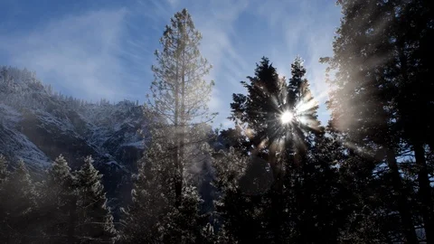 Time lapse of sun rays shining through misty, foggy pine trees in winter Stock Footage 117143576