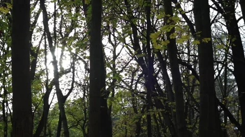Time lapse from sun reflection behind the trees in the forest Video stock 45101984