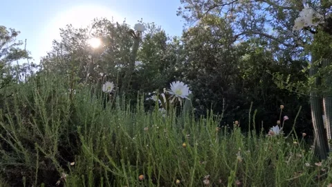 Time-lapse of sun rising behind a group of white cactus flower  Stock Footage 331962574