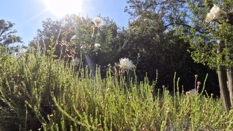 Time-lapse of sun rising brightly behind a group of white cactus flower  Stock Footage 331962690