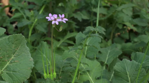 Time lapse of sun rising to a field of weeds Stock-Footage 47113067
