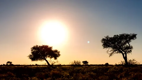 Time lapse of the sun setting and the silhouette of Acacia trees, Botswana Stock Footage 163203767
