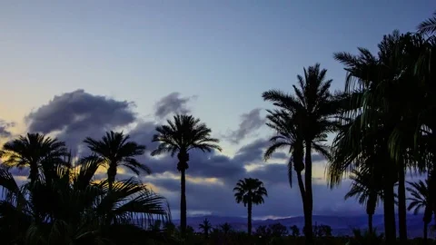 Time Lapse of Sun Setting Behind Palm Trees Stock Footage 74672878