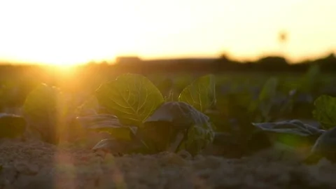 Time-lapse of sun setting over lettuce field in agricultural plantation at dusk. Stockbeeldmateriaal 140717762
