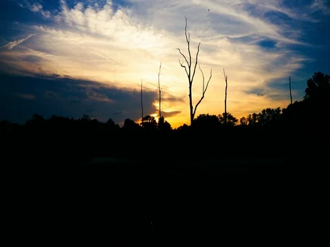 Time Lapse of sun setting with tree silhouette in foreground Stock Footage 77158085