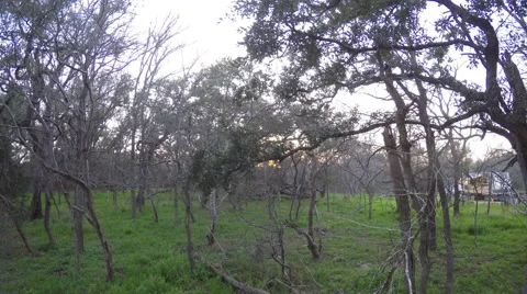 TIME LAPSE SUN SETTING IN WOODS 動画素材 60923957