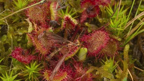 Time lapse of sundew capturing and digesting insects Video stock 165826896