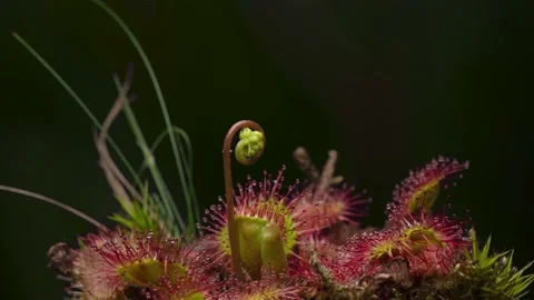 Time lapse of sundew producing flowers Video stock 165826968
