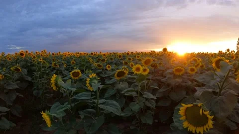 Time lapse in sunflower field at sunset with cloudy sky Stock Footage 201538254