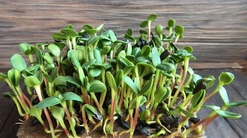 Time lapse of sunflower sprouts microgreen Foliage Background. Stock Footage 153609650