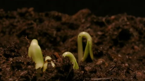 TIME LAPSE - Sunflowers sprouting from soil, studio, black background, 스톡 동영상 156592431
