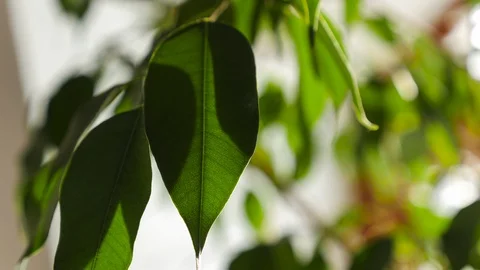 Time-Lapse of Sunlight Moving Behind Green House Plant Leaves Stock Footage 121222708
