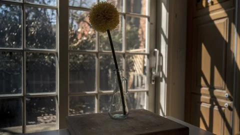 Time Lapse of Sunlight Moving Through Kitchen Across Flower on Counter Vidéo 87275387