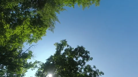 Time lapse of sunlight seen through tree leaves Stock Footage 282247726