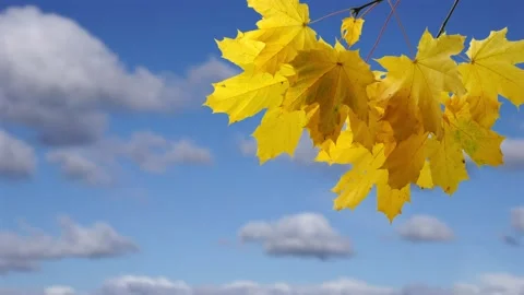 Time lapse of sunny cloudy sky with yellow maple leaf branch Stock Footage 278405903