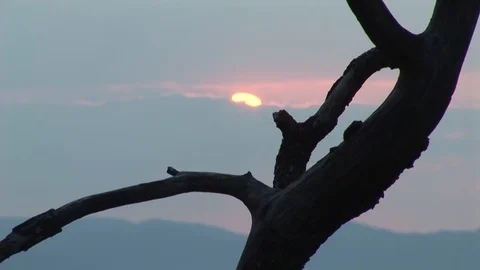 Time-lapse Of Sunrise Behind Tree Branch Silhouette Stock Footage 127920208