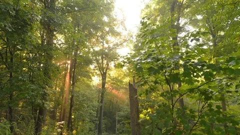 Time lapse of a sunrise in the forest Stock Footage 70681259