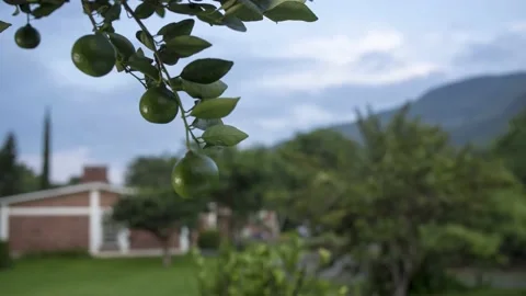 Time Lapse Sunrise Lemon Tree Video stock 150472492