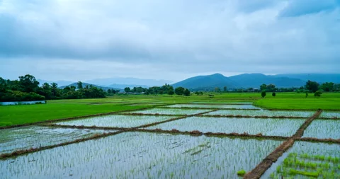 Time lapse sunrise over the paddy field in the rainy day. Stock Footage 282372480