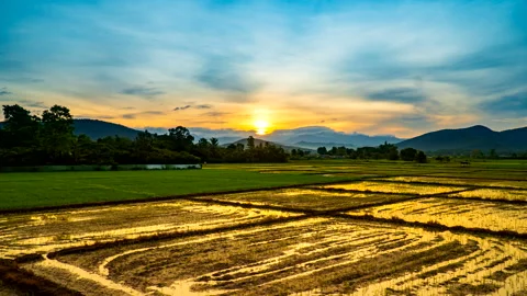 Time lapse sunrise over the paddy field have reflection on the field Stock Footage 282381331