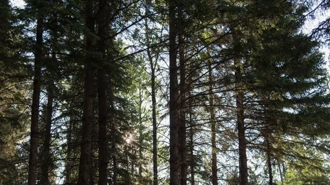 Time-lapse of sunrise with starburst patterns moving through a pine forest Stock Footage 111997606