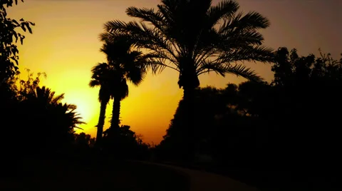 Time lapse of sunset  on a background of  silhouette palms Video stock 33471296