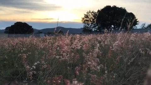 Time Lapse in sunset with beautiful flower landscape. 스톡 동영상 74608345