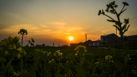 Time Lapse Sunset Behind Rapeseed Flower Fields in a Golden Rural Landscape Video stock 341873584