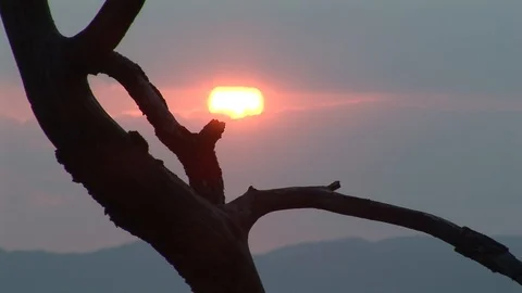 Time-lapse Of Sunset Behind Tree Branch Silhouette Stock Footage 125470079
