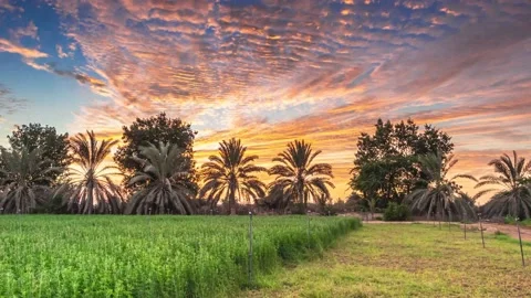 Time lapse of sunset with cloud and palm tree in Oman. Stock Footage 141498075