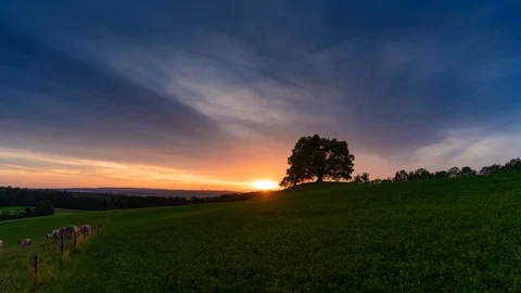 Time Lapse of Sunset with cows and tree Stock Footage 95878648