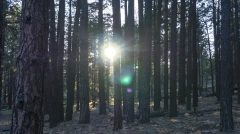 Time lapse of a sunset in the forest with cattle grazing Stock Footage 64629075