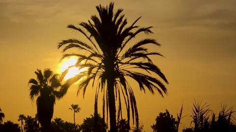Time lapse of sunset with glowing sun dipping below horizon behind silhouett Stock Footage 344771676