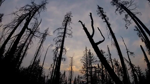 Time lapse of a sunset going down behind a tree line of burnt trees Stockbeeldmateriaal 121497015